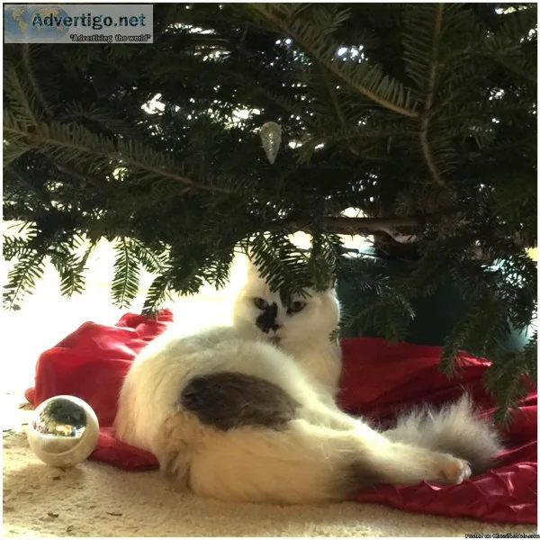Ragdoll Munchkin