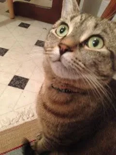 Lost Tabby Cat