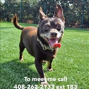 Brownie - Male Chihuahua Mix
