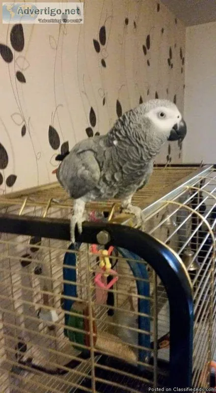 Talking DNA proven African Grey Parrot with cage.