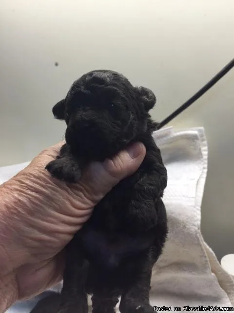 PEEKAPOOS