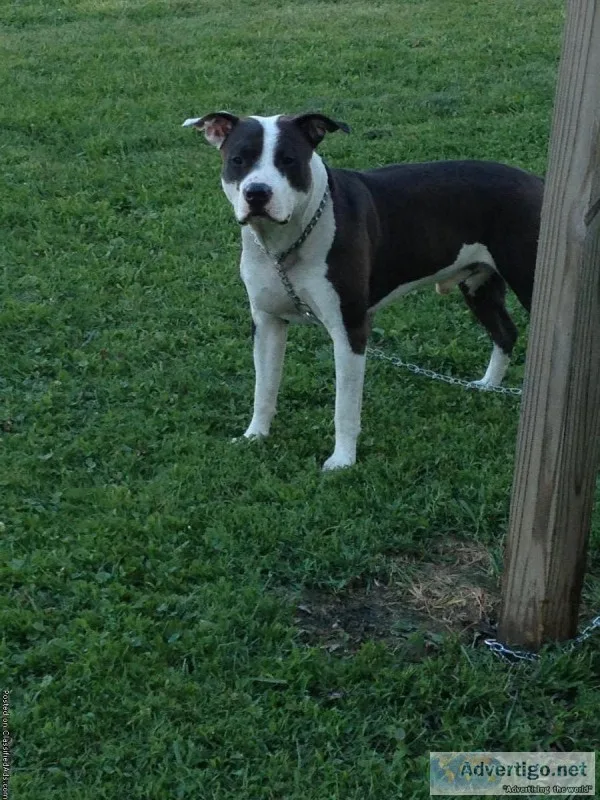 Free male pit bull