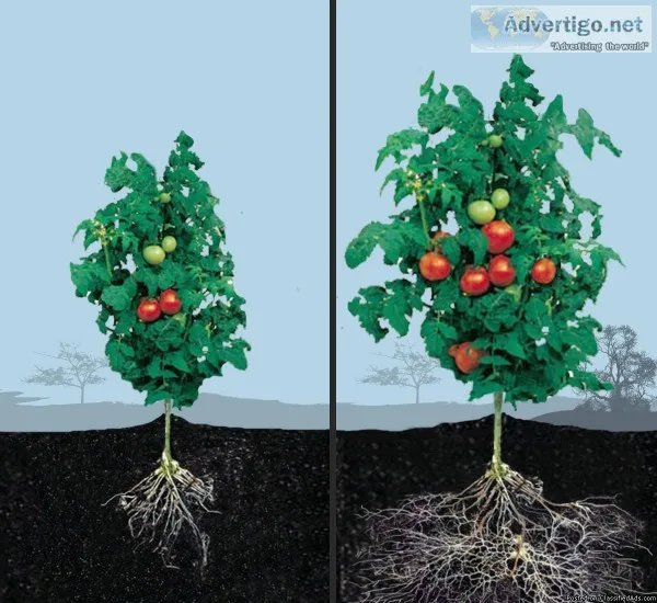 Mycorrhizae for your gardenhouse plants (Cottage Grove OR)