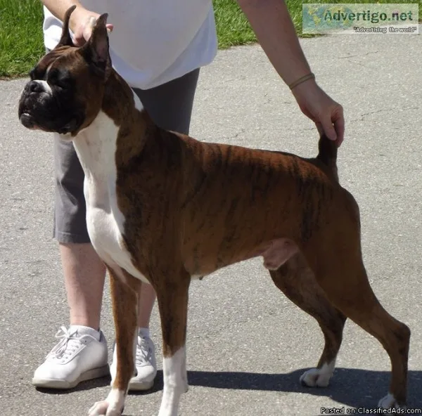 AKC Champion Boxer Stud Service