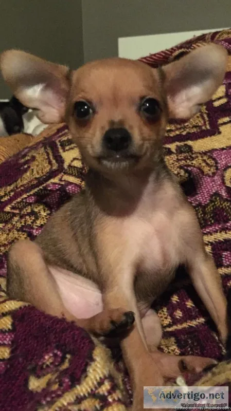 Gorgeous ChihuahuaYorkshire