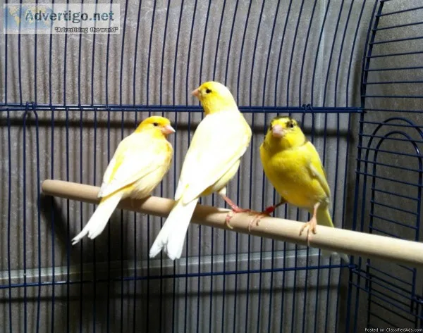 Canaries