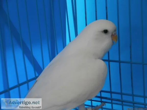 Start a bird business today