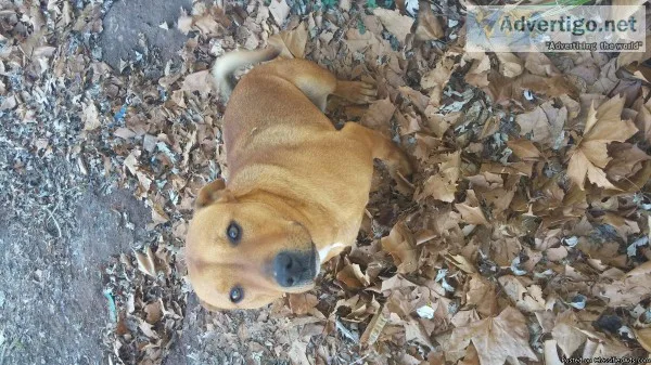 free 1 year female pitt lab mix