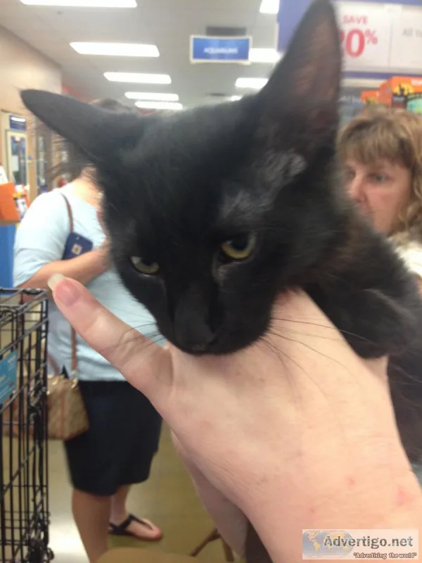 Raven - Male Domestic Shorthair