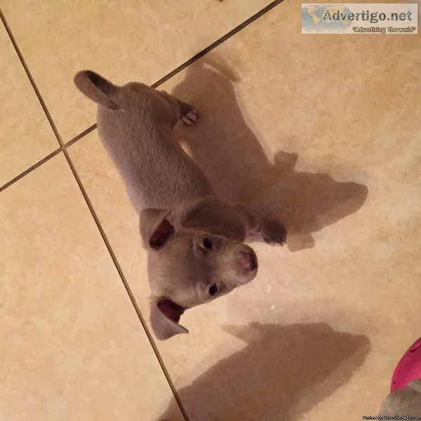 Beautiful 8 week old female chihuahua