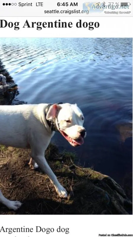 Argentine dogo