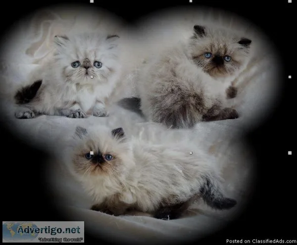 Himalayan Kittens Purebred CFA Reg.