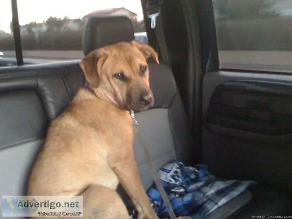 Adopt Dusty a Norwegian Elkhound