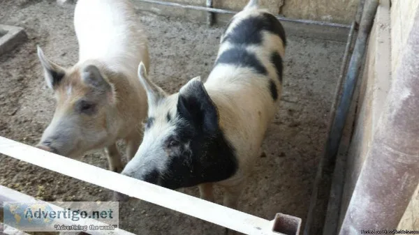 Pig s for sale
