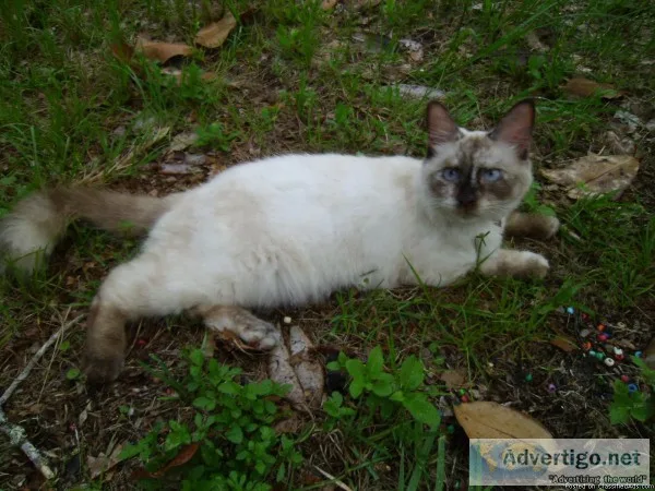 Seal point himalayan