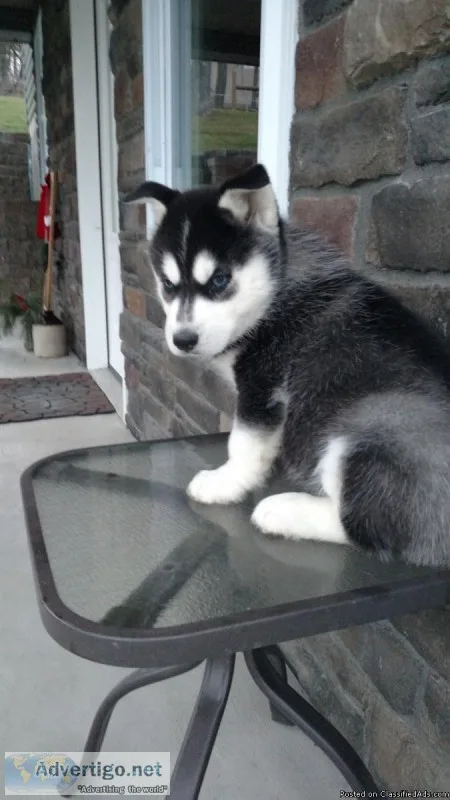 Nicolas ICS Husky
