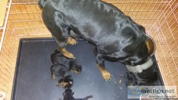 Rottweiler puppies