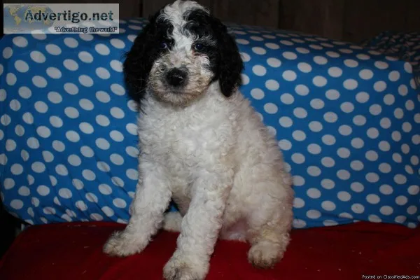 Pikka - Male Lhasa Apso Mix
