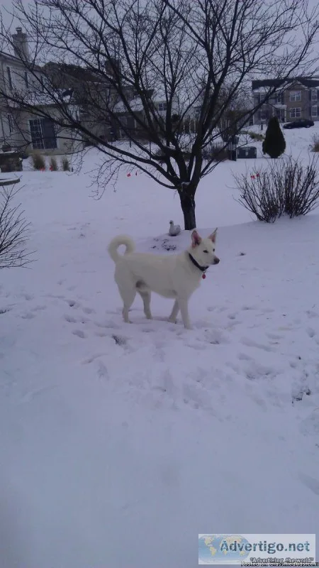 Professional Dog Walker - Dekalb IL Area