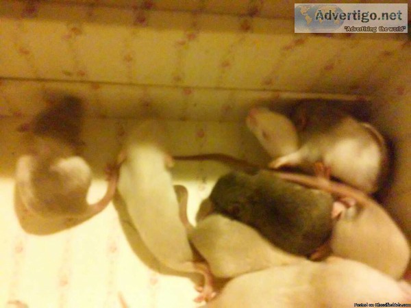 Baby rats up for adoption