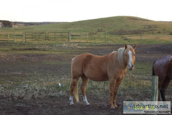 2007 AQHA Stallion
