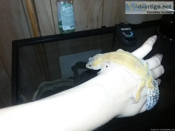 Female Leopard Geckos