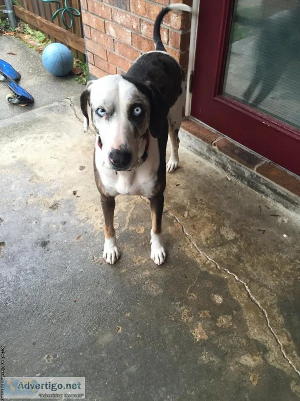 Free Catahoula Leopard Dog