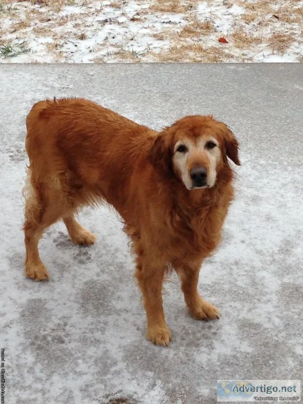 HELP- LOST GOLDEN RETRIEVER.