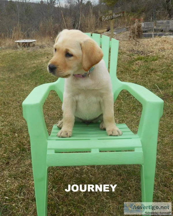 AKC  YELLOW LAB PUPPIES
