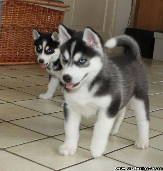 Health guaranteed and vet certified and very energetic puppies