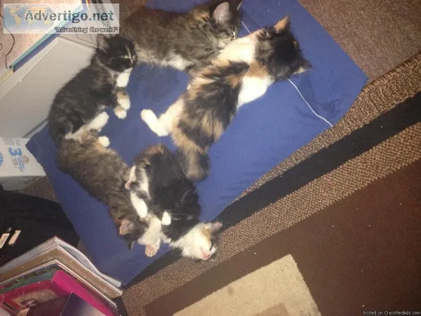 Adorable Christmas Kittens