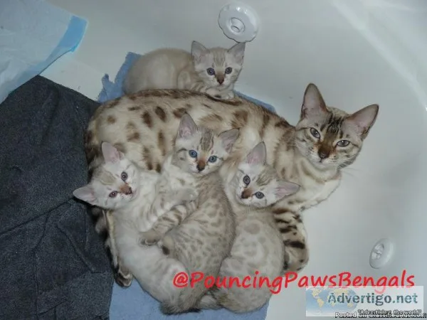 Christmas Snow Lynx Point Bengal Kitten - Marble Snow Girl