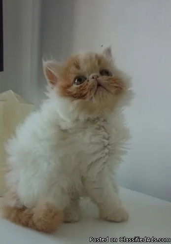 Fully vaccinated persian kittens