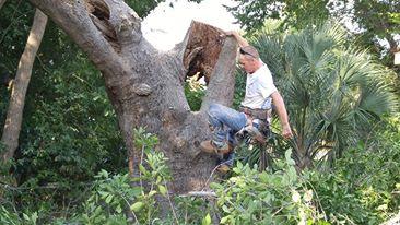Veteran Tree Service and Home Remodeling now offering services t