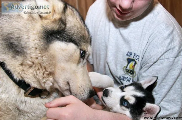 unusual Agouti Siberian Husky Puppy