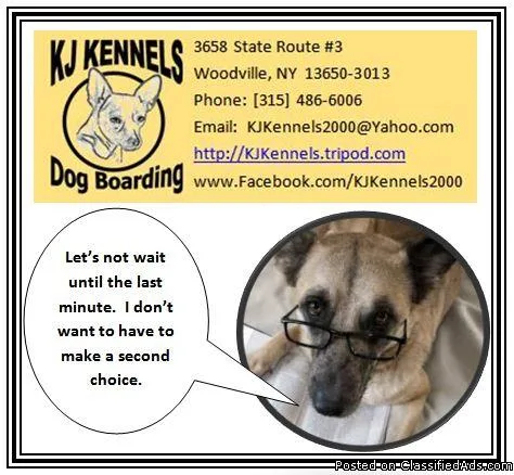 Adopt ZEUS a Great Dane  Mixed dog in Little Rock AR (14975696)
