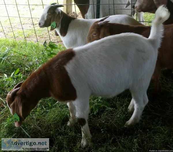 Boer Does - dappled gene