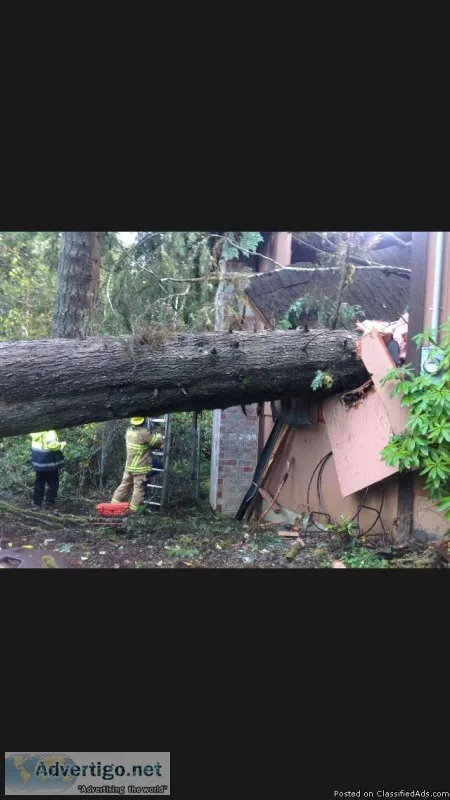 No cost Arborist consultation lic. Bon. Ins. 30yrs hazards healt