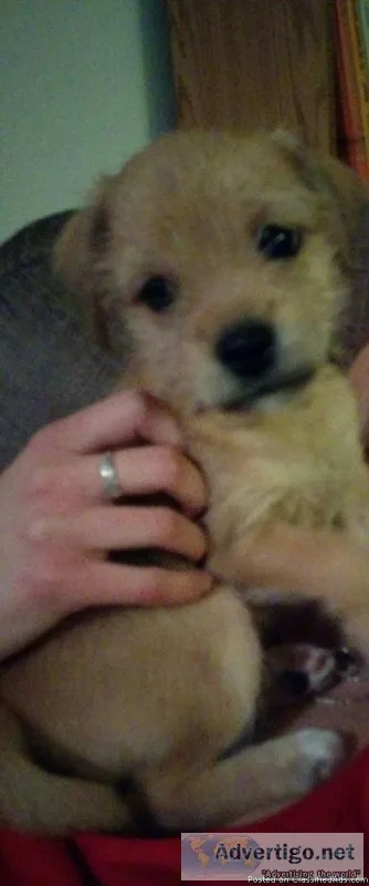 Puppy