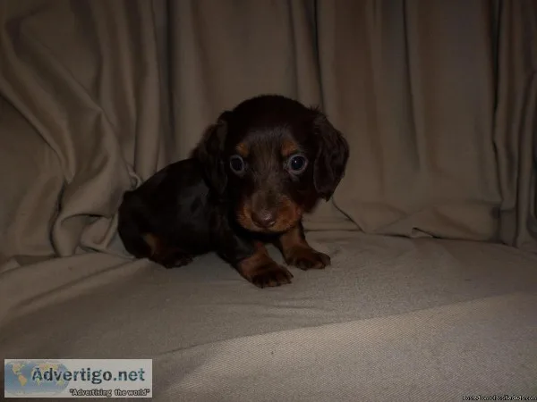 miniature AKC registered dachshund puppies