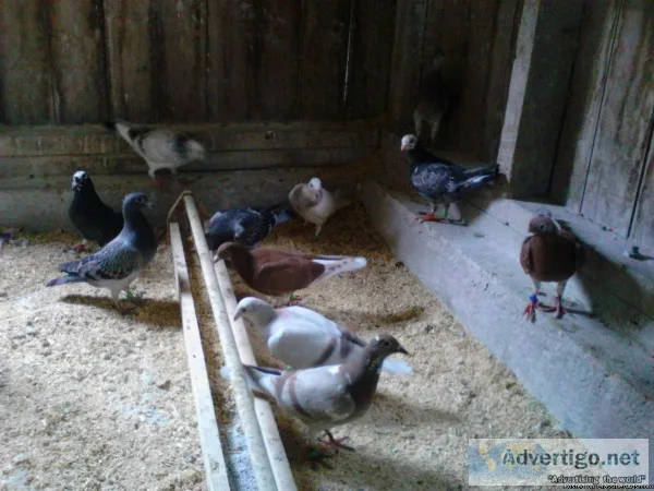 Homing pigeons for sale.