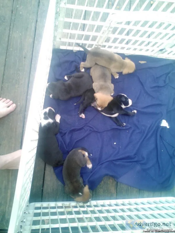 100% pit bull pups razer blue and American