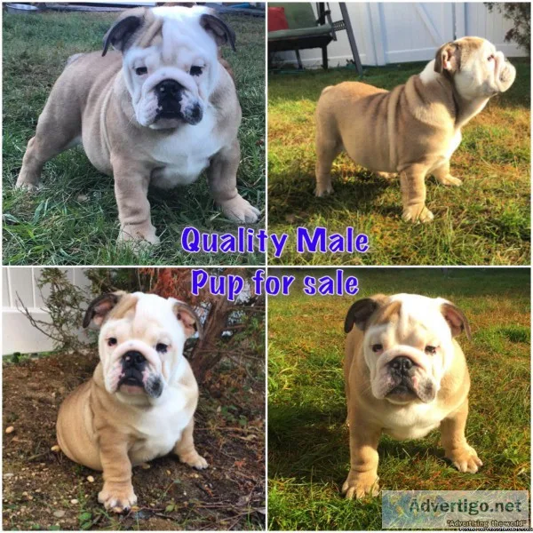 Baldor catalog  ECTM4115T &quotLower Price&quot