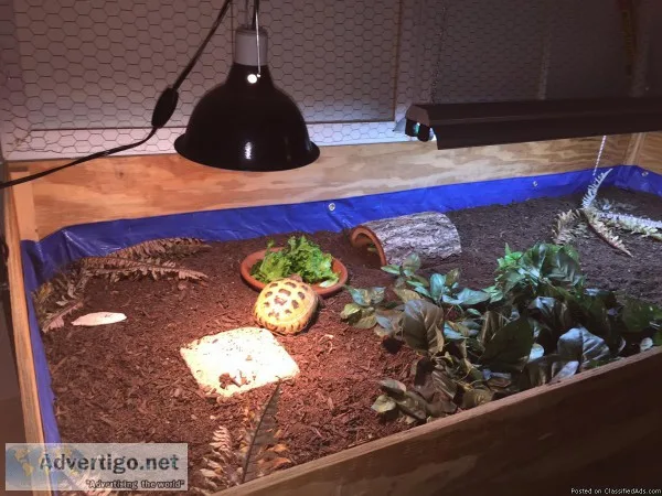 3 year old russian tortoise with large habitat plus