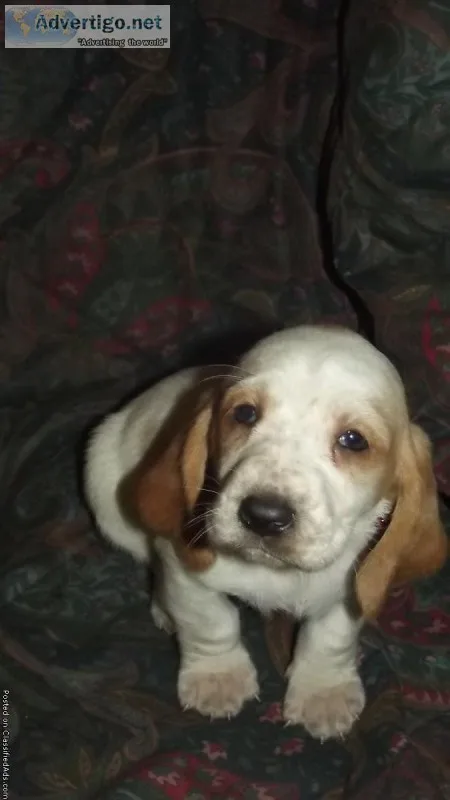 Geman Shepherd puppies for Christmas