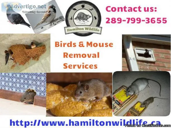 Affordable Animal Control Hamilton Ontario
