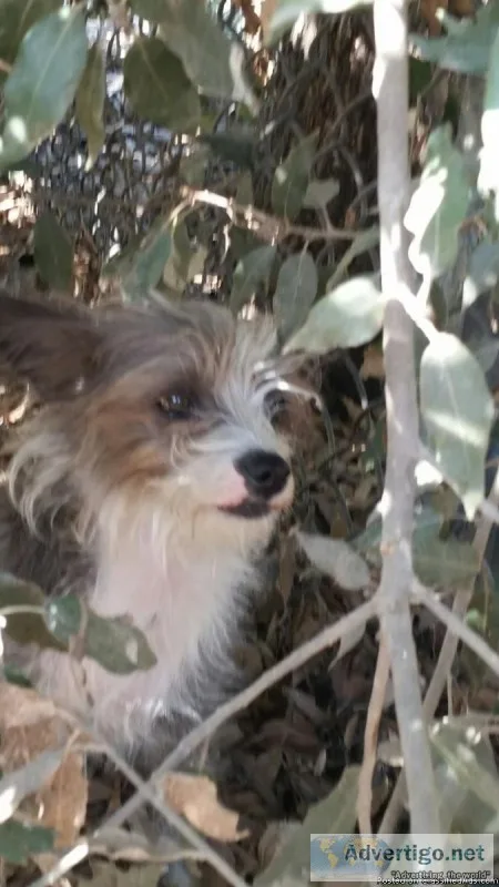 Found - Small gray and white female dog