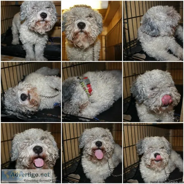 BICHON POODLE MIX FOR SALE
