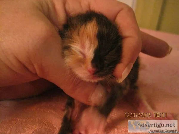 DOLL FACE PERSIAN KITTENS TAKING DEPOSITS EAST DUBLIN GEORGIA