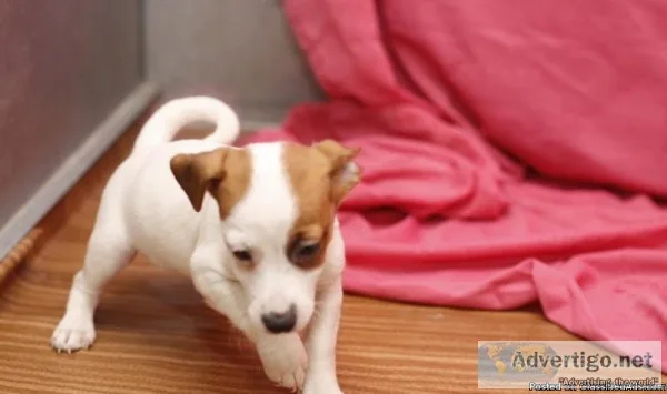 Jack Russel puppies double registered akc and ckc